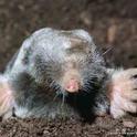 Broad-footed mole. Jerry P. Clark, UC IPM