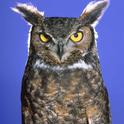 Great Horned Owl. Jack Kelly Clark, UC IPM