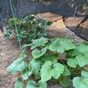 Screen cloth positioned over late season summer squash. Alton Wright