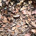 Leaves and twigs make excellent additions to the compost pile. J.C. Lawrence