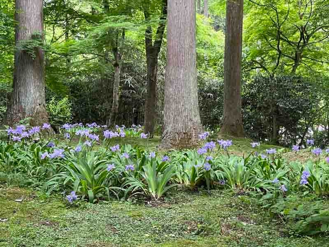 Swaths of blue iris beneath trees at Sanzen-in garden in Ohara, northern Kyoto. J.C. Lawrence