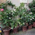 A garden of roses grown in containers creates a pleasing entry to this home in Kyoto. J.C. Lawrence