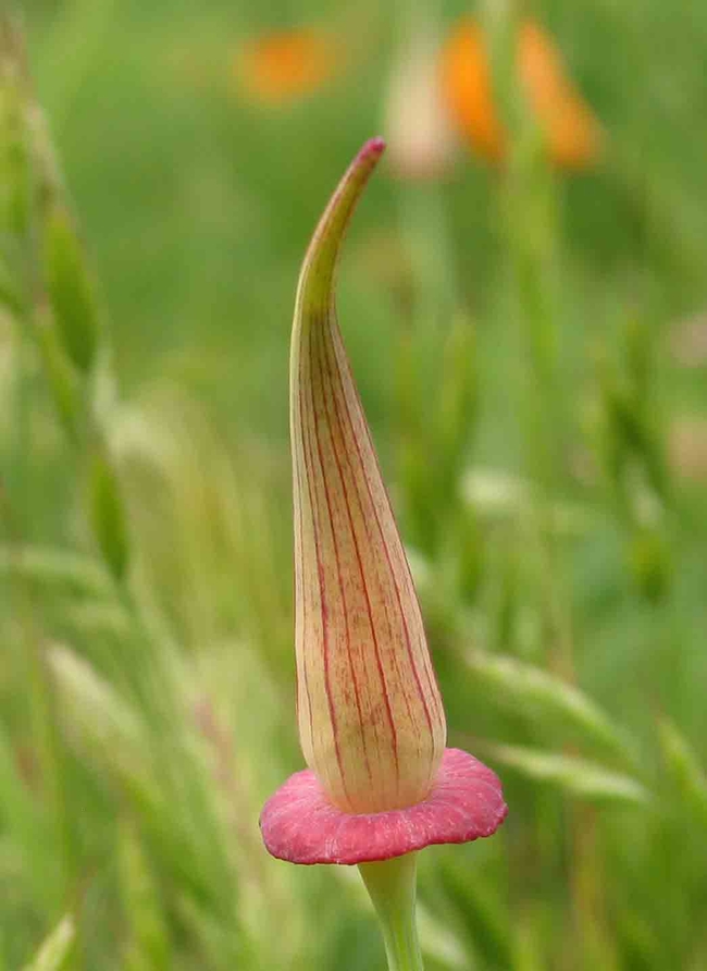 California poppy seed pod. Jeanette Alosi