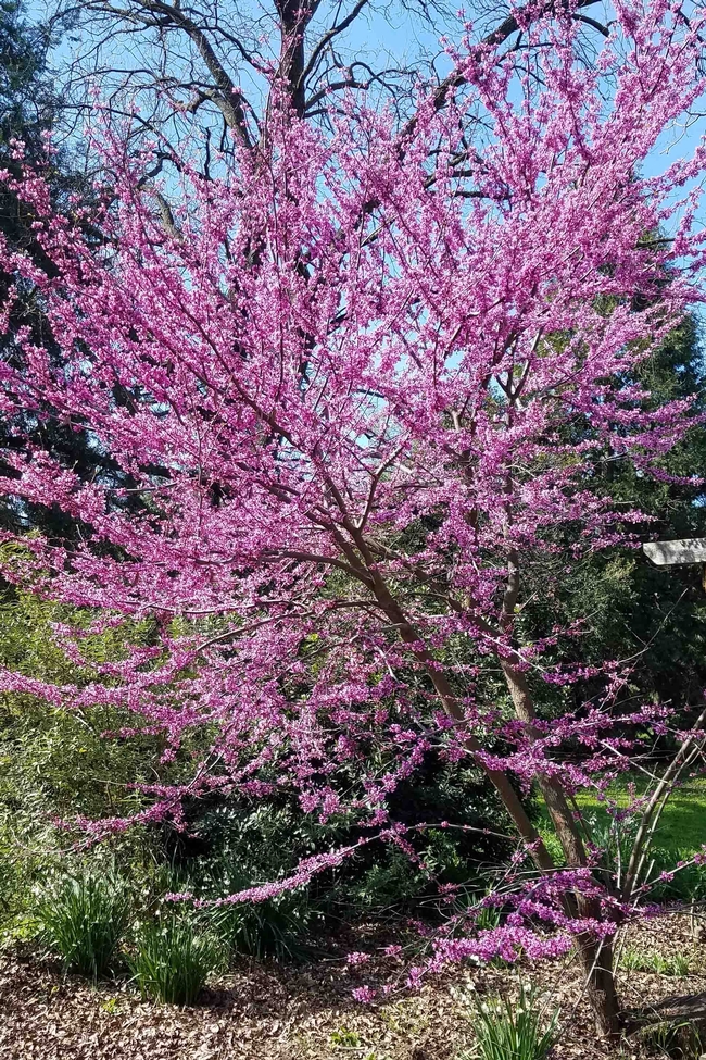 Western redbud disperses its seeds in pods that are easy to collect, Jeanette Alosi