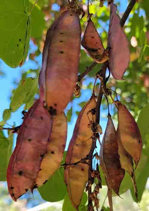 Redbud seed pods. Jeanette Alosi