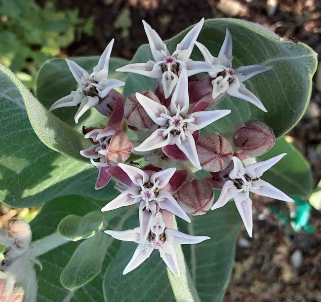 Showy milkweed. Laura Lukes