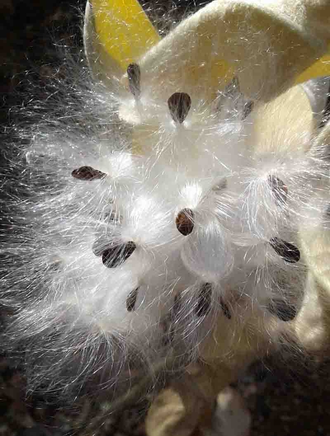 Milkweed seeds. Laura Lukes