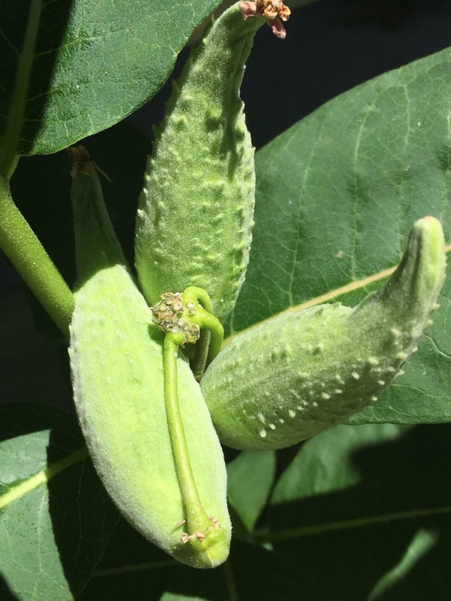 Milkweed - new seed pod on A. eriocarpa. Kim Schwind