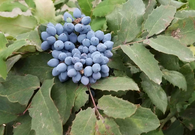 Oregon grape produces blue berries. Jeanette Alosi