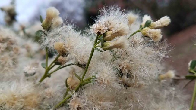 Fluffy seeds of coyote brush. Jeanette