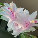 White Thanksgiving cactus flowers. Laura Kling