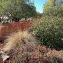 In the fall, seedheads provide food for wildlife in the California Native Plants section of the Master Gardeners Demonstration Garden. Laura Kling