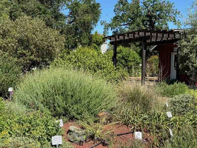 California Native Plants section of the Master Gardeners Demonstartion Garden at Patrick Ranch. Laura Kling