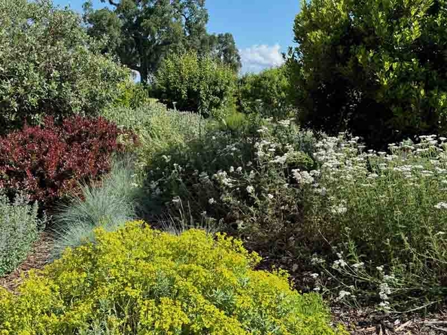 A selection of vibrant shrubs in spring at the Master Gardeners Demonstration Garden at Patrick Ranch. Laura Kling