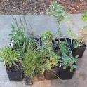 A selection of California natives ready to plant in the ground. Cindy Weiner