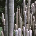 Old man cacti. Jack Kelly Clark, UC IPM Program