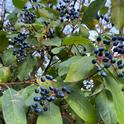 The blue-black berries of Viburnum tinus provide wintertime food for birds. J.C. Lawrence