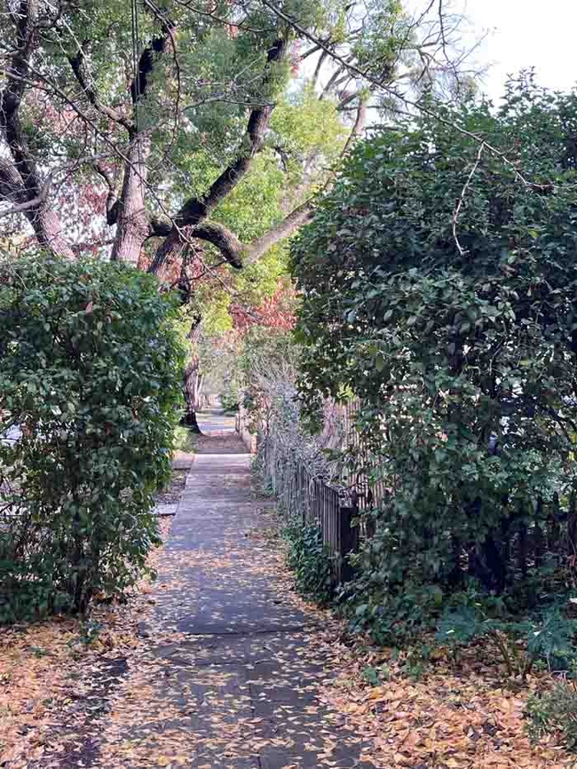 Hedges of Viburnum tinus on both sides of a sidewalk in Chico. J.C. Lawrence