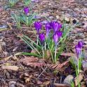 Crocuses are typically the first bulb to flower in spring.  These have returned to this local garden year after year. Michell Graydon