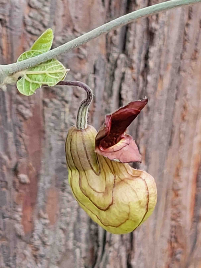 California Dutchman's Pipevine. Jeanette Alosi