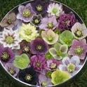 Hellebores in bowl. David Walther, Spring Fever Nursery