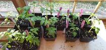 Learn to start tomato plants from seed at the upcoming Master Gardener Seed Starting Workshop. Kristina Thompson for The Real Dirt Blog Blog