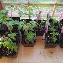 Learn to start tomato plants from seed at the upcoming Master Gardener Seed Starting Workshop. Kristina Thompson