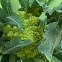 A stunning romanesco broccoli growing in the Edible Garden section of the Master Gardeners' Demonstration Garden. Laura Kling