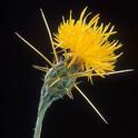Starthistle Flower