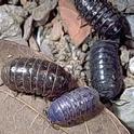 Pillbugs