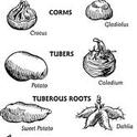 Bulb Types