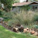 Front Yard with Native Plants by Eve Werner
