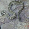 Northern Pacific Rattlesnake