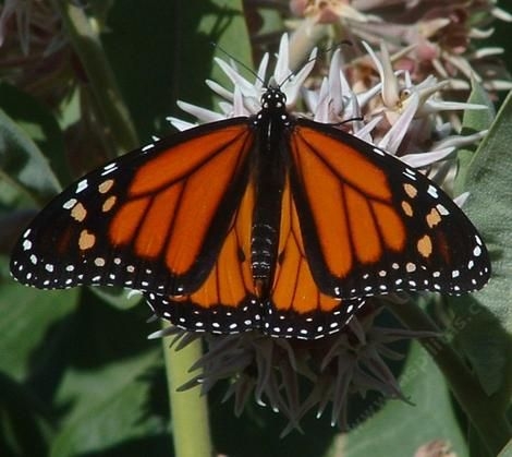 Western Monarch Butterfly.(Xerces Society)