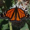 Western Monarch Butterfly (Xerces Society)