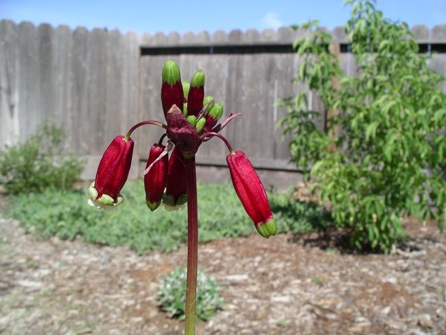 irecracker Flower (Dichelostemma ida-maia), Brodiaea family copy