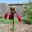 Firecracker Flower (Dichelostemma ida-maia), Brodiaea family