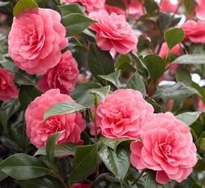 Camellia Pink, UC ANR