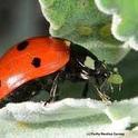 Ladybug Eating Aphid by UC ANR