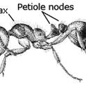 Features of Common Household Ants