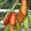 San Marzano Heirloom Tomato