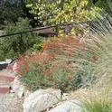 Native Garden, Sierra City by C. Weiner