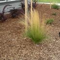 Mulched Mexican Feather Grass by Cindy Weiner