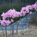 Amaryllis belladonna