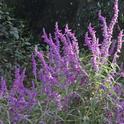 Mexican Sage (salvia leucantha)