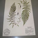 Herbarium Specimen, Cindy Weiner