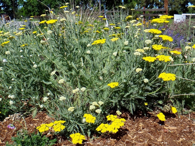 For a Livelier Garden, Embrace “Low-ish” Maintenance - The Real Dirt ...