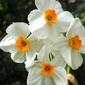 Daffodil geranium