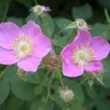 California Wild Rose, Wikicommons