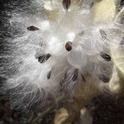 Milkweed seeds, Laura Lukes